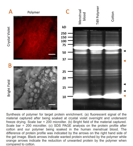 Elementi fondamentali del materiale dell'assorbente mestruale (Fonte: Women-X Biotech)