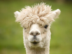 Assomiglia a un lama, come ALPACA assomiglia al LLAMA (apparato di misurazione Lyman-alfa). (Immagine: pixabay/wagrati_photo)