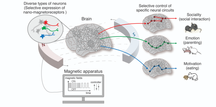 Utilizzando la tecnologia nano-MIND, le funzioni cerebrali di ordine superiore, come le emozioni, la socievolezza e l'istinto di sopravvivenza negli animali, possono essere regolate liberamente attraverso il controllo selettivo di specifici neuroni e circuiti cerebrali. (Fonte: EurekAlert)