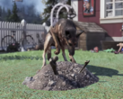 Gli animali domestici in Fallout 76 saranno in grado di coltivare passivamente le risorse per i giocatori, secondo quanto riportato. (Fonte: Game Rant)