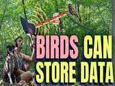Gli uccelli possono immagazzinare dati (fonte: canale YouTube di Benn Jordan)