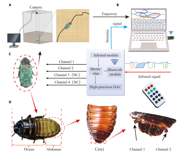 Un diagramma schematico del sistema di controllo della locomozione degli insetti cyborg. (Fonte immagine: Beijing Institute of Technology Press)