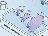 Ig Nobel assegnato ai ricercatori giapponesi che dimostrano il funzionamento della ventilazione posteriore degli animali. (Fonte dell'immagine: La ventilazione enterale nei mammiferi migliora l'insufficienza respiratoria, di R. Okabe et al.)