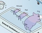 Ig Nobel assegnato ai ricercatori giapponesi che dimostrano il funzionamento della ventilazione posteriore degli animali. (Fonte dell'immagine: La ventilazione enterale nei mammiferi migliora l'insufficienza respiratoria, di R. Okabe et al.)