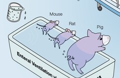 Ig Nobel assegnato ai ricercatori giapponesi che dimostrano il funzionamento della ventilazione posteriore degli animali. (Fonte dell&#039;immagine: La ventilazione enterale nei mammiferi migliora l&#039;insufficienza respiratoria, di R. Okabe et al.)