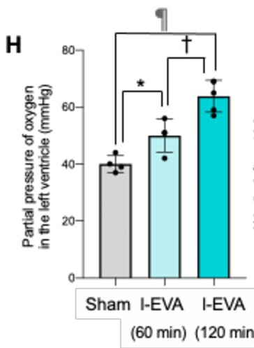 La perfluorodecalina ossigenata introdotta nella parte posteriore dei topi ha aumentato in modo significativo la quantità di ossigeno nel flusso sanguigno, misurata a livello del cuore. (Fonte immagine: La ventilazione enterale nei mammiferi migliora l'insufficienza respiratoria, di Ryo Okabe et al.)