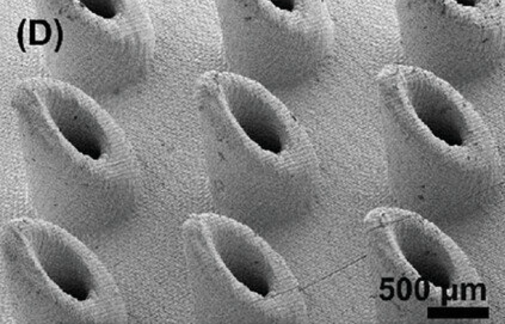 Immagine di microscopia elettronica a scansione (SEM) di MNA (array di microneedle) stampato in 3D. (Fonte: Advanced Healthcare Materials)