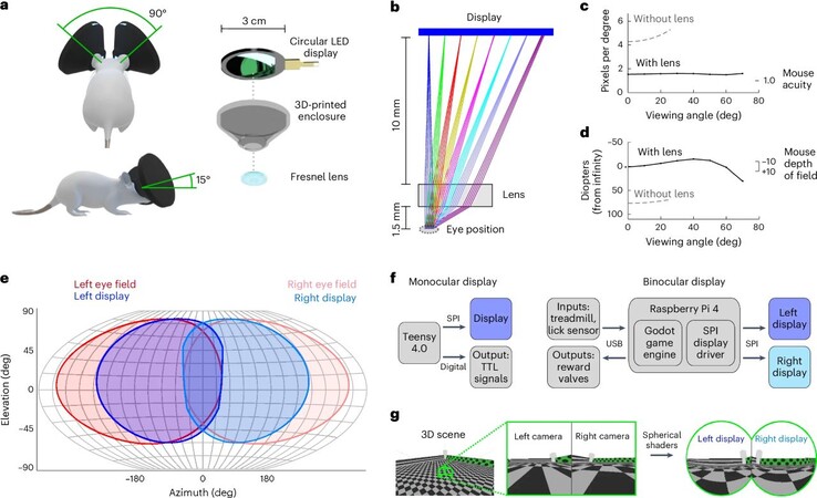 I topi che indossano la cuffia MouseGoggles possono camminare in mondi virtuali all'infinito, eliminando la noiosa costruzione di labirinti per topi. (Fonte immagine: M. Isaacson et al. via Nature Methods)