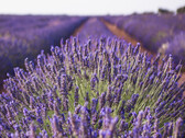 Il linalolo può essere ricavato dalla lavanda ed è più di un semplice profumo, in quanto può essere utilizzato per le batterie NaS (fonte: pixabay)