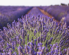 Il linalolo può essere ricavato dalla lavanda ed è più di un semplice profumo, in quanto può essere utilizzato per le batterie NaS (fonte: pixabay)