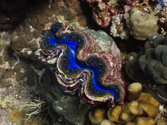 L&#039;apertura iridescente ispira la ricerca sui materiali. (Fonte immagine: youtube/Yale University)