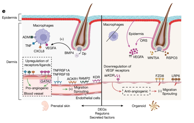 Schema che mostra le differenze tra pelle prenatale e SkOs nei fattori pro-angiogenici e anti-angiogenici e nei recettori corrispondenti. (Fonte immagine: Nature)